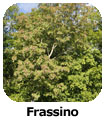 Frassino